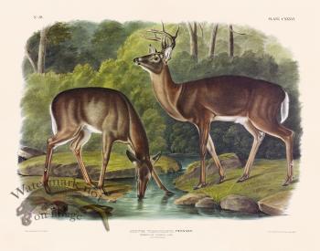 136 Virginian Deer